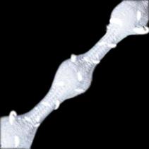 CATERPY RUN - NO TIE SHOELACES